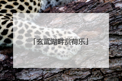 玄武湖畔赏荷乐