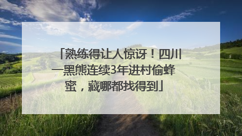 熟练得让人惊讶！四川一黑熊连续3年进村偷蜂蜜，藏哪都找得到