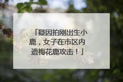 疑因拍刚出生小鹿，女子在市区内遭梅花鹿攻击！