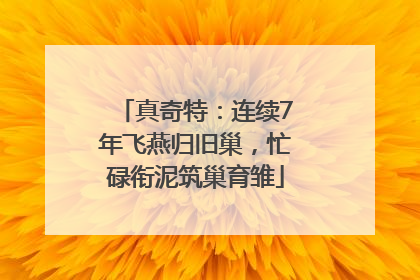 真奇特：连续7年飞燕归旧巢，忙碌衔泥筑巢育雏