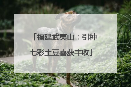 福建武夷山：引种七彩土豆喜获丰收