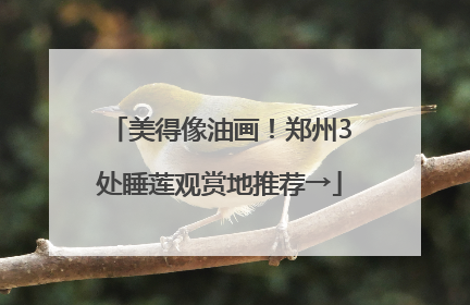 美得像油画！郑州3处睡莲观赏地推荐→