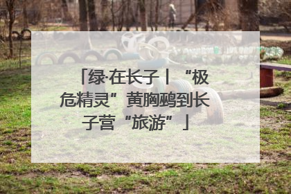 绿·在长子丨“极危精灵”黄胸鹀到长子营“旅游”
