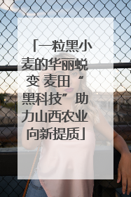 一粒黑小麦的华丽蜕变 麦田“黑科技”助力山西农业向新提质