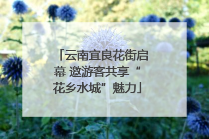 云南宜良花街启幕 邀游客共享“花乡水城”魅力