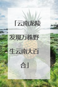 云南龙陵发现万株野生云南大百合