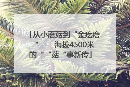 从小蘑菇到“金疙瘩“——海拔4500米的““菇“事新传