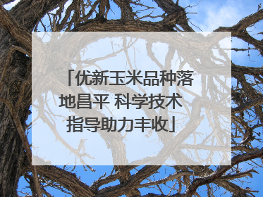 优新玉米品种落地昌平 科学技术指导助力丰收