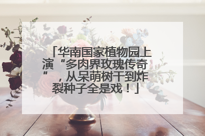 华南国家植物园上演“多肉界玫瑰传奇”，从呆萌树干到炸裂种子全是戏！