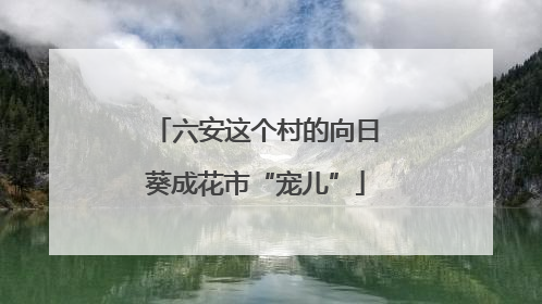 六安这个村的向日葵成花市“宠儿”