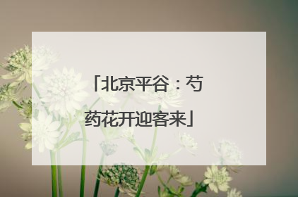 北京平谷：芍药花开迎客来