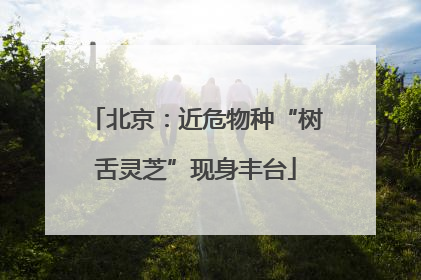 北京：近危物种“树舌灵芝”现身丰台