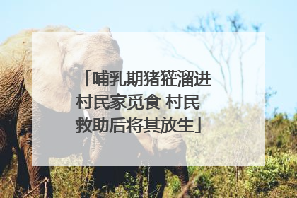 哺乳期猪獾溜进村民家觅食 村民救助后将其放生