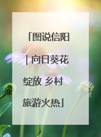 图说信阳｜向日葵花绽放 乡村旅游火热
