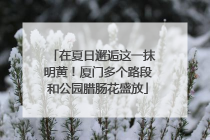 在夏日邂逅这一抹明黄！厦门多个路段和公园腊肠花盛放
