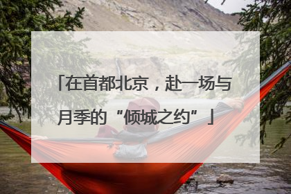 在首都北京，赴一场与月季的“倾城之约”