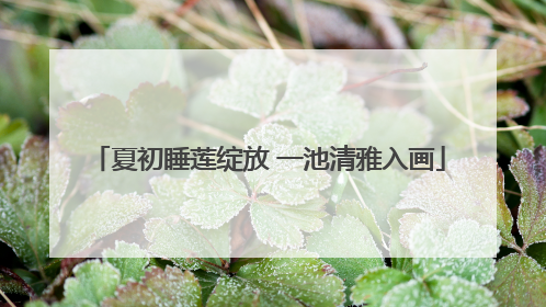 夏初睡莲绽放 一池清雅入画