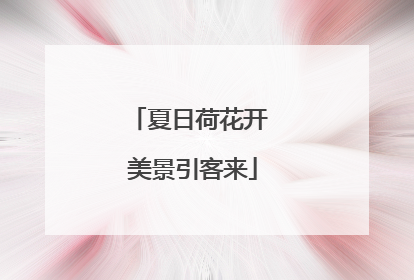 夏日荷花开 美景引客来