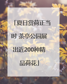 夏日赏荷正当时 茶亭公园展出近200种精品荷花