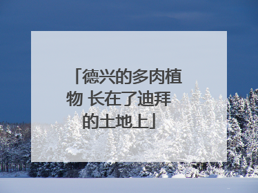 德兴的多肉植物 长在了迪拜的土地上