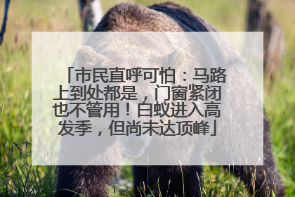 市民直呼可怕：马路上到处都是，门窗紧闭也不管用！白蚁进入高发季，但尚未达顶峰