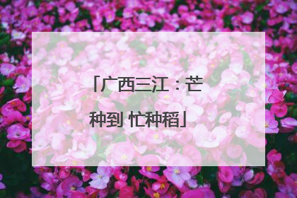 广西三江：芒种到 忙种稻