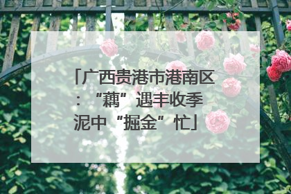 广西贵港市港南区：“藕”遇丰收季 泥中“掘金”忙