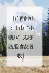 广西钟山：上市“小糖丸”无籽西瓜助农增收