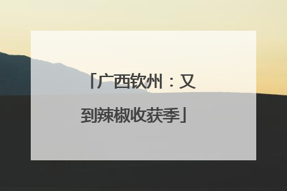 广西钦州：又到辣椒收获季