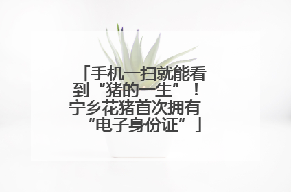 手机一扫就能看到“猪的一生”！宁乡花猪首次拥有“电子身份证”