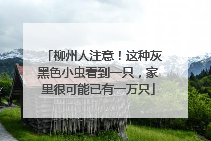柳州人注意！这种灰黑色小虫看到一只，家里很可能已有一万只