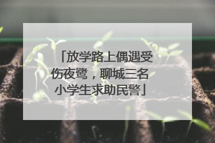 放学路上偶遇受伤夜鹭，聊城三名小学生求助民警