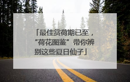 最佳赏荷期已至，“荷花图鉴”带你辨别这些夏日仙子