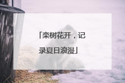 栾树花开，记录夏日浪漫