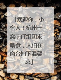 欢迎你，小客人！杭州一窝萌仔组团求喂食，大伯在窗台拍下温馨一幕