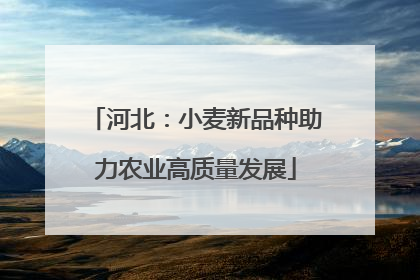 河北：小麦新品种助力农业高质量发展