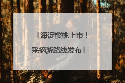 海淀樱桃上市！采摘游路线发布