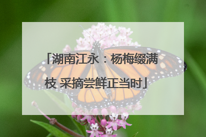 湖南江永：杨梅缀满枝 采摘尝鲜正当时