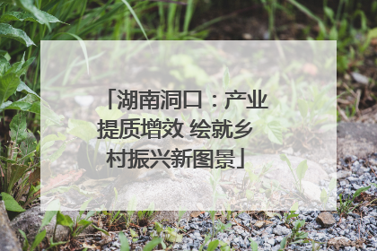 湖南洞口：产业提质增效 绘就乡村振兴新图景