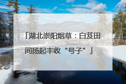 湖北崇阳烟草：白芨田间扬起丰收“号子”