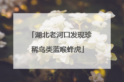 湖北老河口发现珍稀鸟类蓝喉蜂虎