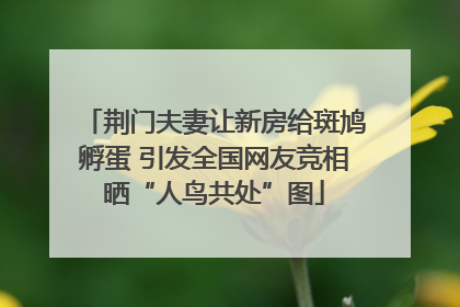荆门夫妻让新房给斑鸠孵蛋 引发全国网友竞相晒“人鸟共处”图