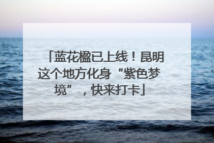 蓝花楹已上线！昆明这个地方化身“紫色梦境”，快来打卡