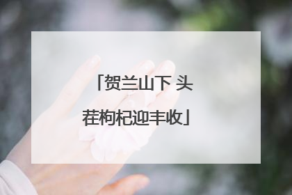 贺兰山下 头茬枸杞迎丰收