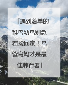 遇到落单的雏鸟幼鸟别急着捡回家！鸟爸鸟妈才是最佳养育者
