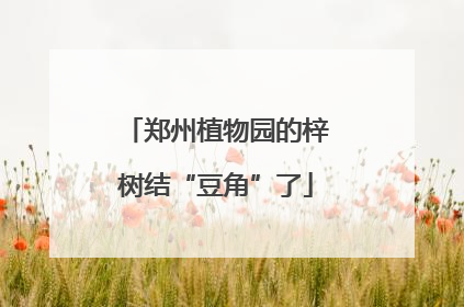 郑州植物园的梓树结“豆角”了