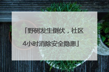 野树发生倒伏，社区4小时消除安全隐患