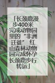 长颈鹿漫步400米完成动物园里的“非洲迁徙” 红山森林动物园完成怀孕长颈鹿步行转运