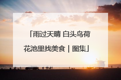 雨过天晴 白头鸟荷花池里找美食｜图集