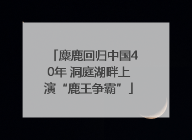 麋鹿回归中国40年 洞庭湖畔上演“鹿王争霸”
